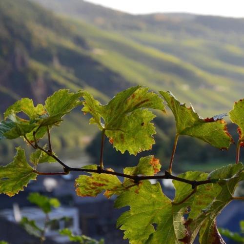 Weingut Erbes-Henn Hotel Ürzig Eksteriør billede