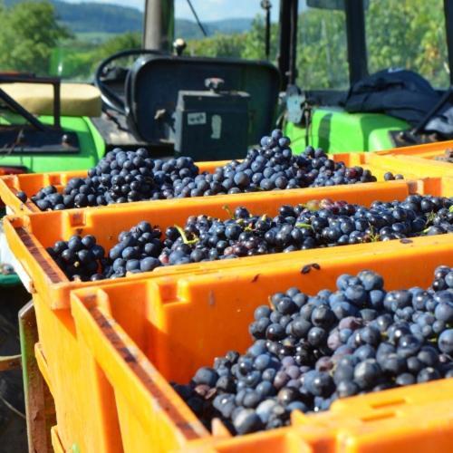 Weingut Erbes-Henn Hotel Ürzig Eksteriør billede